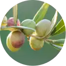 Arbequina olijf