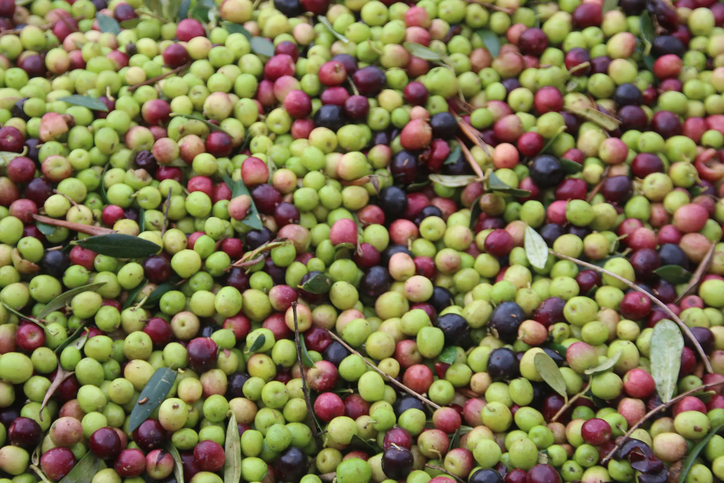 TierraLou olijfolie - pure ambacht