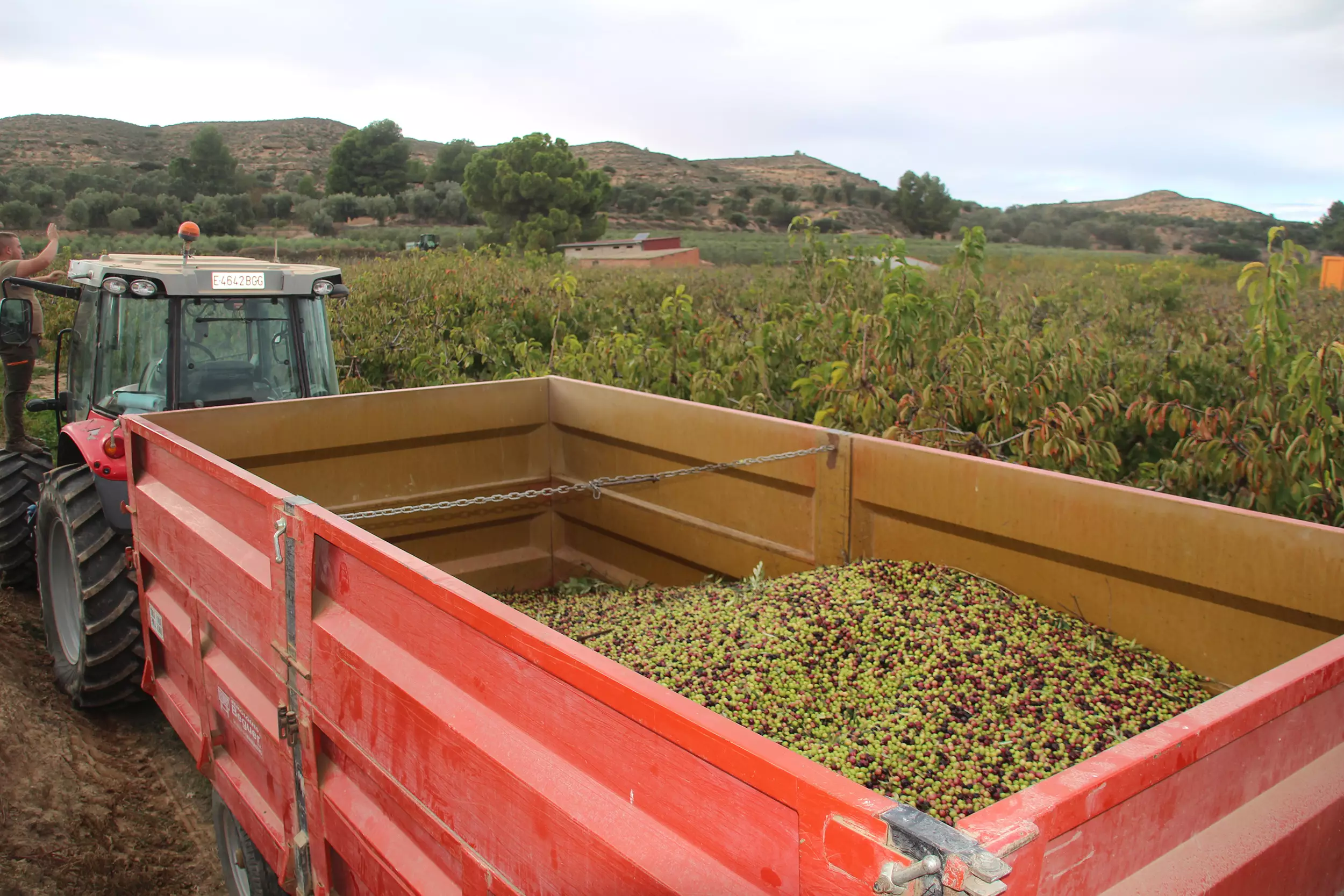TierraLou olijfolie - pure ambacht